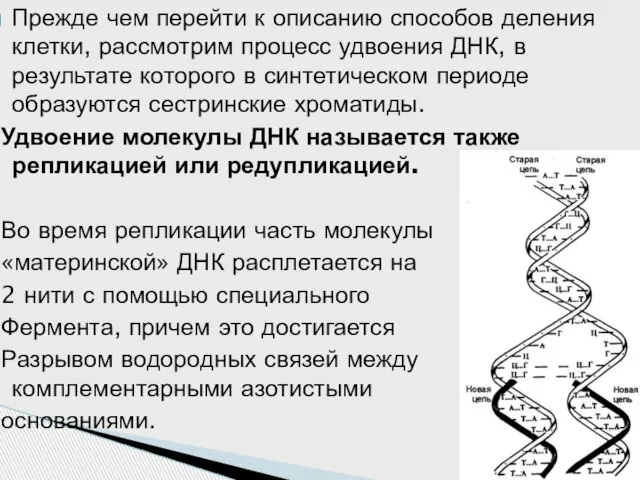 Прежде чем перейти к описанию способов деления клетки, рассмотрим процесс удвоения ДНК,