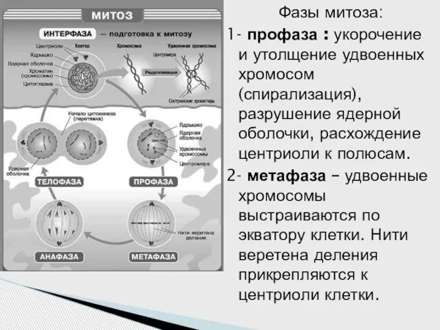 Фазы митоза: 1- профаза : укорочение и утолщение удвоенных хромосом (спирализация), разрушение