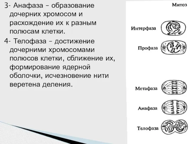 3- Анафаза – образование дочерних хромосом и расхождение их к разным полюсам