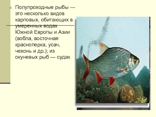 Полупроходные рыбы — это несколько видов карповых, обитающих в умеренных водах Южной