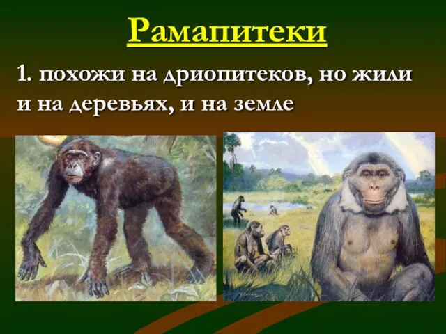 Рамапитеки 1. похожи на дриопитеков, но жили и на деревьях, и на земле