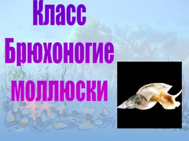 Класс Брюхоногие моллюски