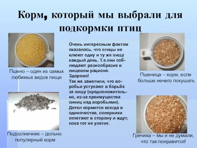 Корм, который мы выбрали для подкормки птиц Пшено – один из самых