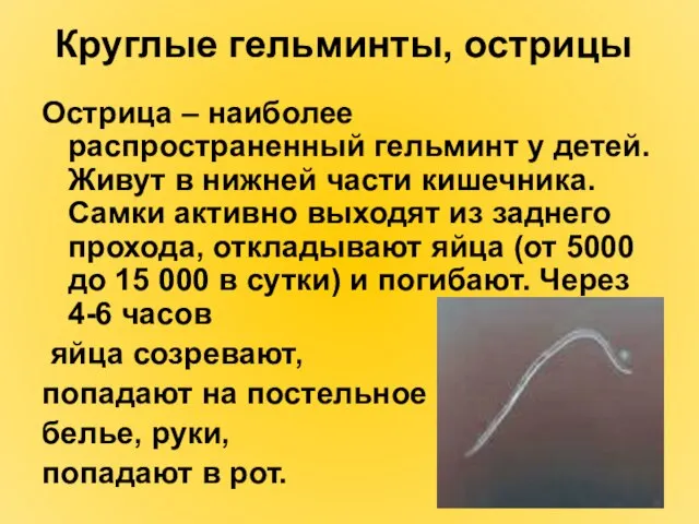 Круглые гельминты, острицы Острица – наиболее распространенный гельминт у детей. Живут в