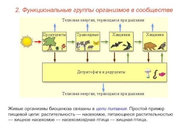 2. Функциональные группы организмов в сообществе Живые организмы биоценоза связаны в цепи