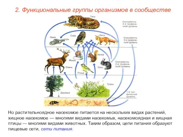 2. Функциональные группы организмов в сообществе Но растительноядное насекомое питается на нескольких