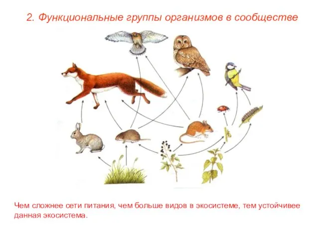 2. Функциональные группы организмов в сообществе Чем сложнее сети питания, чем больше