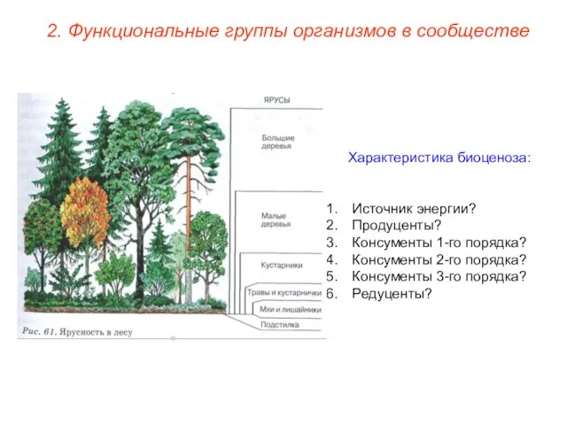 Характеристика биоценоза: Источник энергии? Продуценты? Консументы 1-го порядка? Консументы 2-го порядка? Консументы