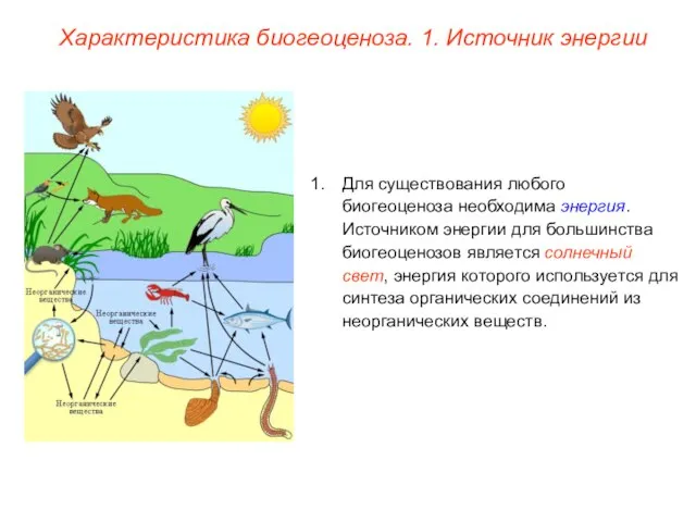 Характеристика биогеоценоза. 1. Источник энергии Для существования любого биогеоценоза необходима энергия. Источником