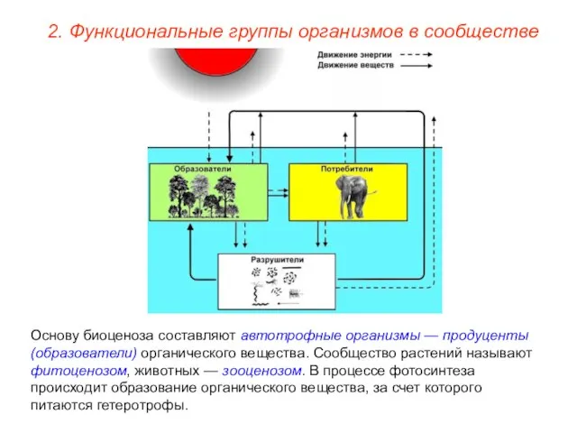 2. Функциональные группы организмов в сообществе Основу биоценоза составляют автотрофные организмы —