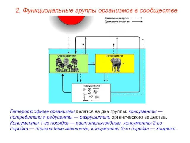 2. Функциональные группы организмов в сообществе Гетеротрофные организмы делятся на две группы: