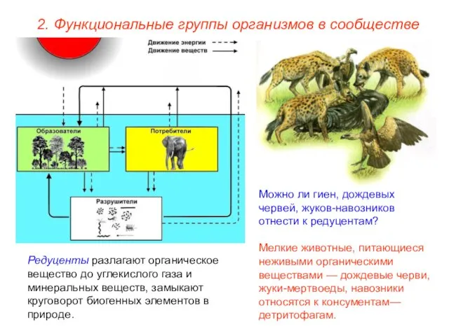 2. Функциональные группы организмов в сообществе Редуценты разлагают органическое вещество до углекислого