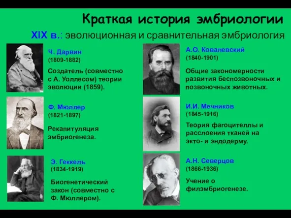 Краткая история эмбриологии XIX в.: эволюционная и сравнительная эмбриология Рекапитуляция эмбриогенеза. Ф.