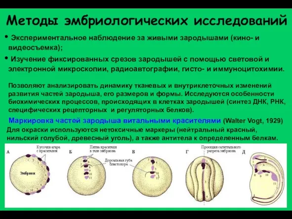 Методы эмбриологических исследований Маркировка частей зародыша витальными красителями (Walter Vogt, 1929) Экспериментальное