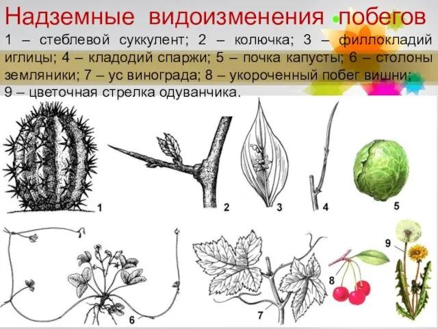 Надземные видоизменения побегов 1 – стеблевой суккулент; 2 – колючка; 3 –