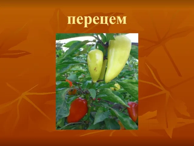 перецем