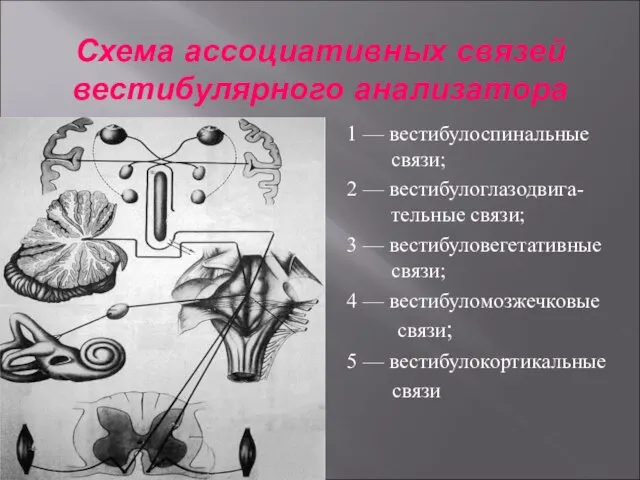 Схема ассоциативных связей вестибулярного анализатора 1 — вестибулоспинальные связи; 2 — вестибулоглазодвига-