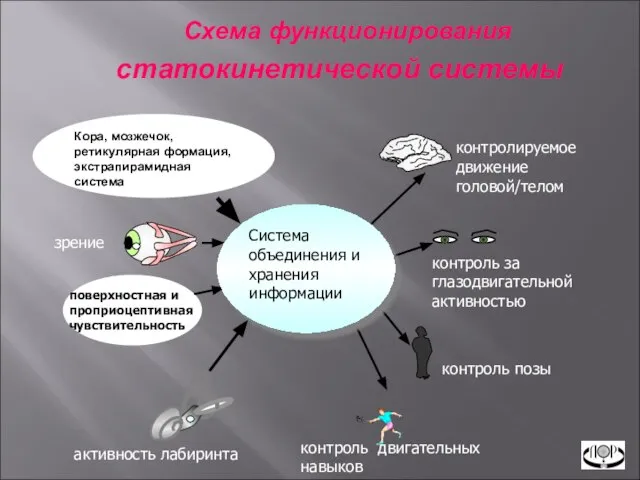 Схема функционирования статокинетической системы Кора, мозжечок, ретикулярная формация, экстрапирамидная система активность лабиринта