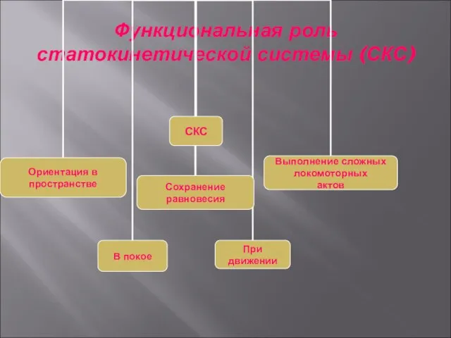 Функциональная роль статокинетической системы (СКС)