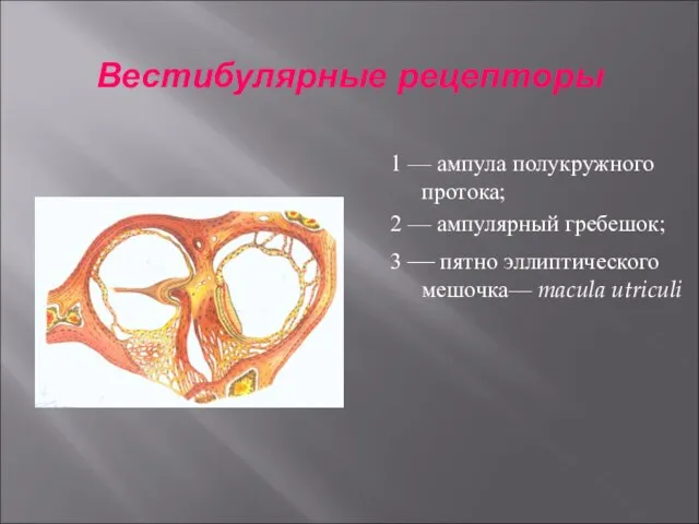 Вестибулярные рецепторы 1 — ампула полукружного протока; 2 — ампулярный гребешок; 3