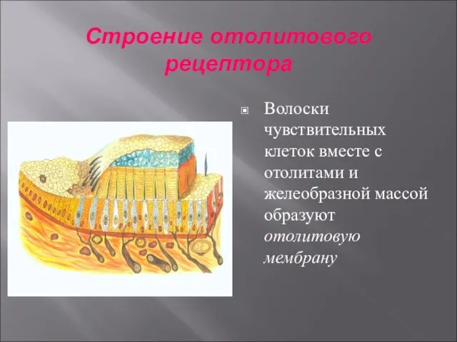 Строение отолитового рецептора Волоски чувствительных клеток вместе с отолитами и желеобразной массой образуют отолитовую мембрану