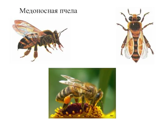 Медоносная пчела