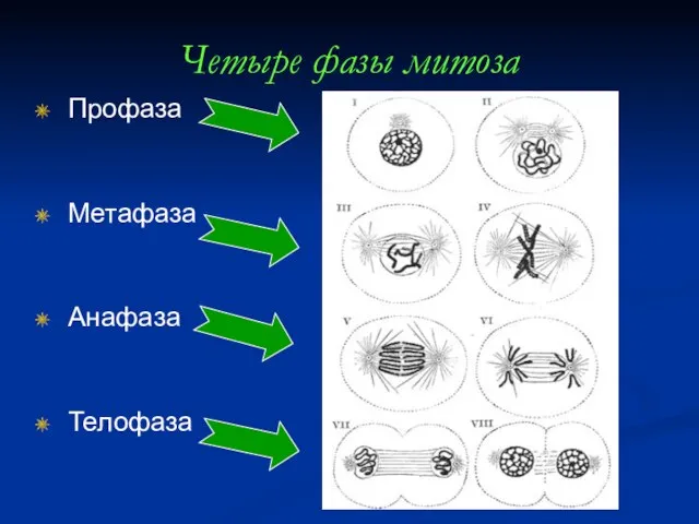 Четыре фазы митоза Профаза Метафаза Анафаза Телофаза
