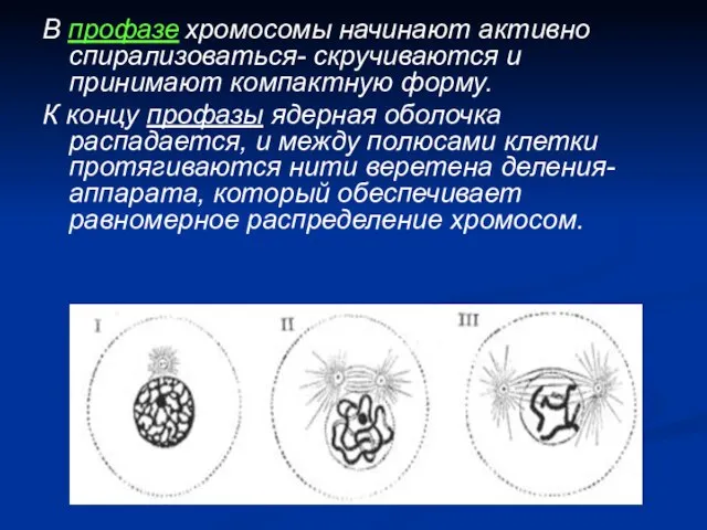 В профазе хромосомы начинают активно спирализоваться- скручиваются и принимают компактную форму. К