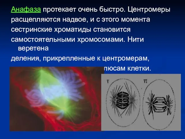Анафаза протекает очень быстро. Центромеры расщепляются надвое, и с этого момента сестринские