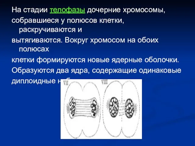 На стадии телофазы дочерние хромосомы, собравшиеся у полюсов клетки, раскручиваются и вытягиваются.