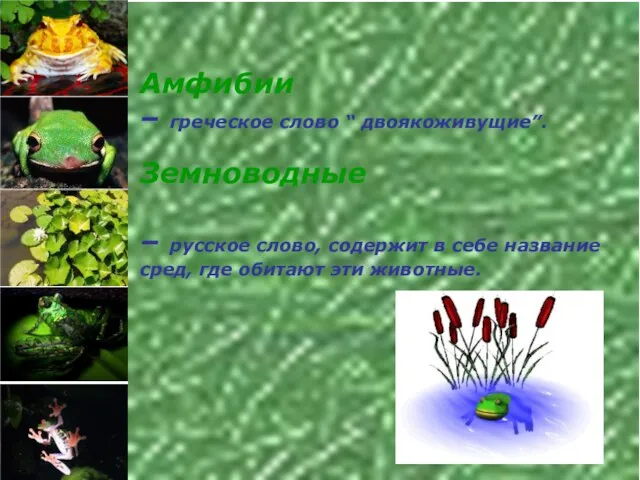 Амфибии – греческое слово “ двоякоживущие”. Земноводные – русское слово, содержит в