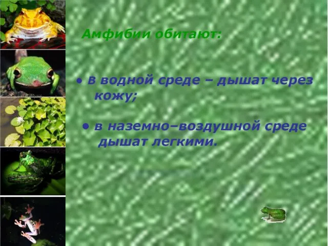 Амфибии обитают: В водной среде – дышат через кожу; в наземно–воздушной среде дышат легкими.