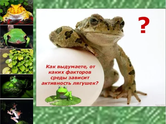 Как выдумаете, от каких факторов среды зависит активность лягушек? ?