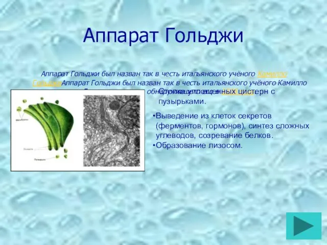 Аппарат Гольджи Аппарат Гольджи был назван так в честь итальянского учёного Камилло