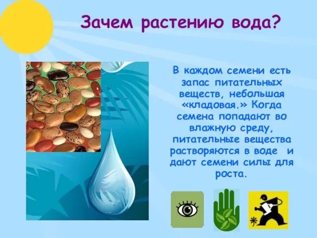 Зачем растению вода? В каждом семени есть запас питательных веществ, небольшая «кладовая.»