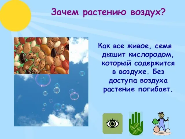 Зачем растению воздух? Как все живое, семя дышит кислородом, который содержится в