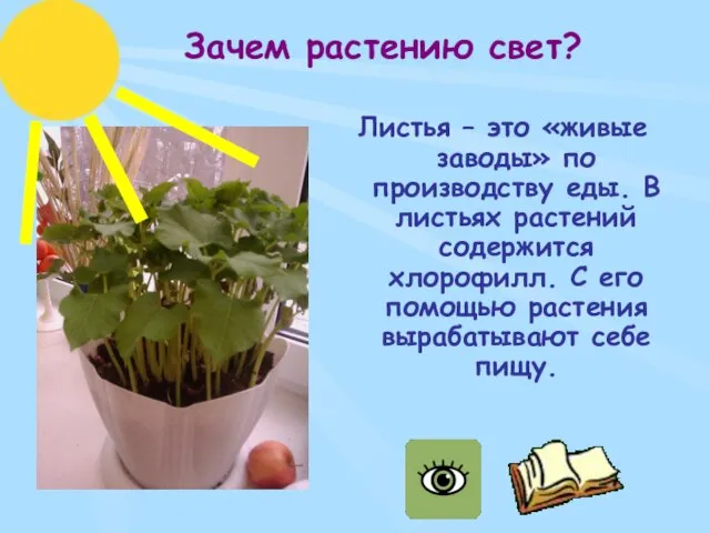 Зачем растению свет? Листья – это «живые заводы» по производству еды. В