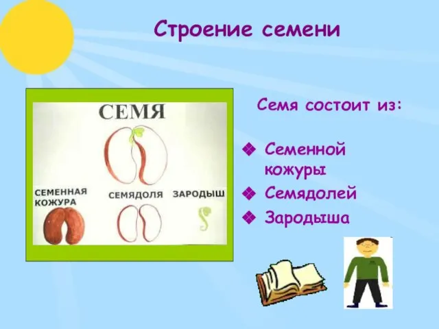 Строение семени Семя состоит из: Семенной кожуры Семядолей Зародыша