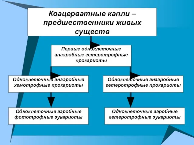 Коацерватные капли – предшественники живых существ Первые одноклеточные анаэробные гетеротрофные прокариоты Одноклеточные