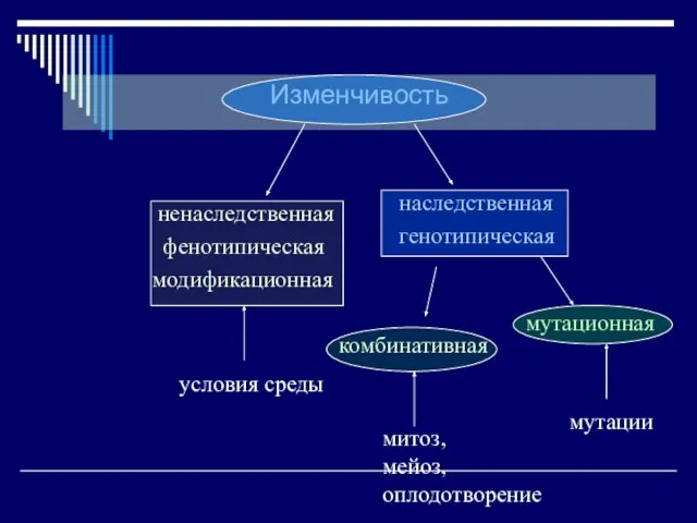 Изменчивость модификационная наследственная ненаследственная фенотипическая генотипическая условия среды комбинативная мутационная митоз, мейоз, оплодотворение мутации