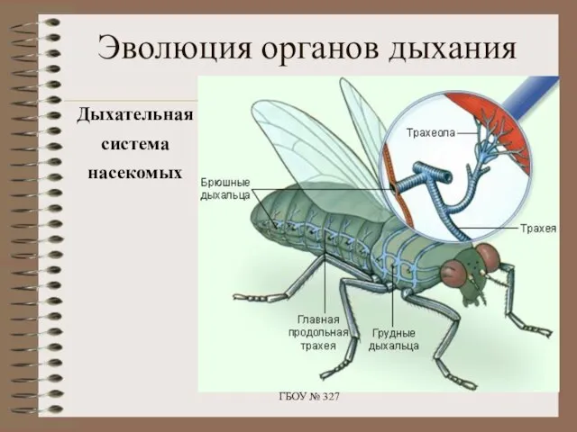 Эволюция органов дыхания Дыхательная система насекомых ГБОУ № 327