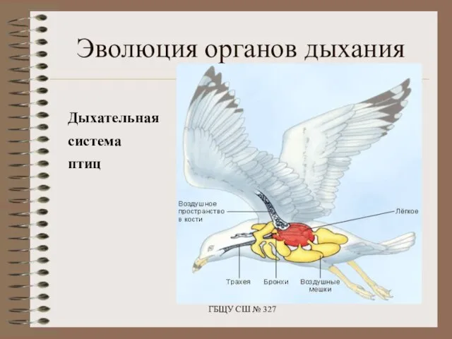 Дыхательная система птиц ГБЩУ СШ № 327 Эволюция органов дыхания