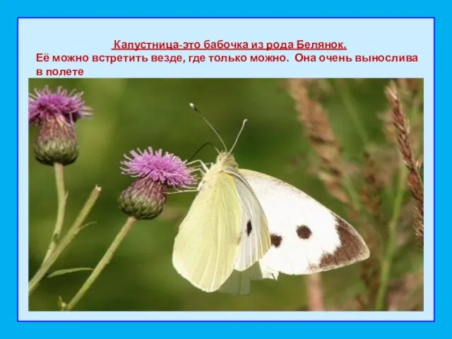 Капустница-это бабочка из рода Белянок. Её можно встретить везде, где только можно.