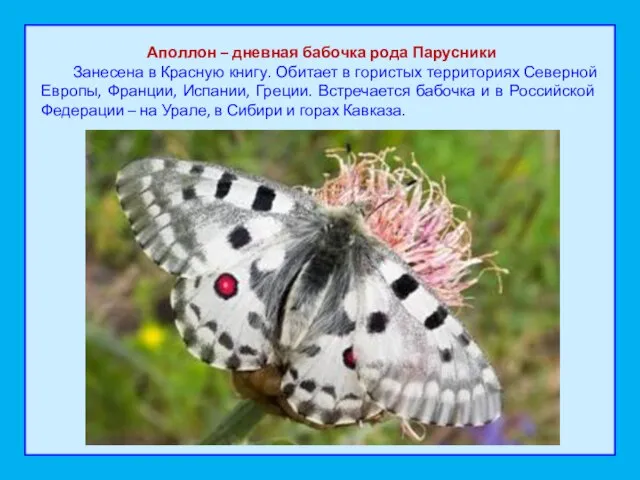 Аполлон – дневная бабочка рода Парусники Занесена в Красную книгу. Обитает в