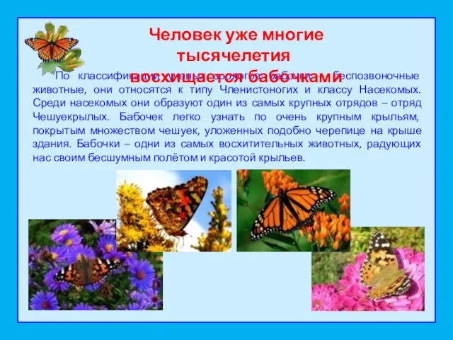 По классификации ученых зоологов бабочки – беспозвоночные животные, они относятся к типу