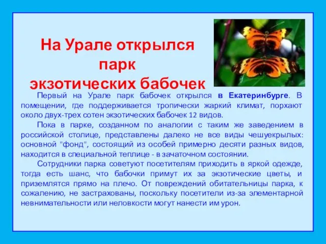 Первый на Урале парк бабочек открылся в Екатеринбурге. В помещении, где поддерживается