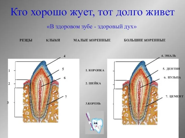 «В здоровом зубе - здоровый дух» 4. ЭМАЛЬ 5. ДЕНТИН 6. ПУЛЬПА