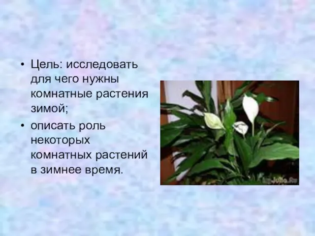 Цель: исследовать для чего нужны комнатные растения зимой; описать роль некоторых комнатных растений в зимнее время.