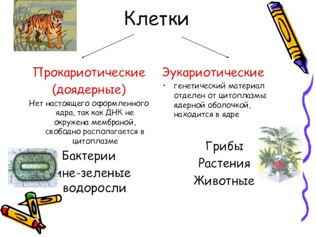 Клетки Прокариотические (доядерные) Нет настоящего оформленного ядра, так как ДНК не окружена