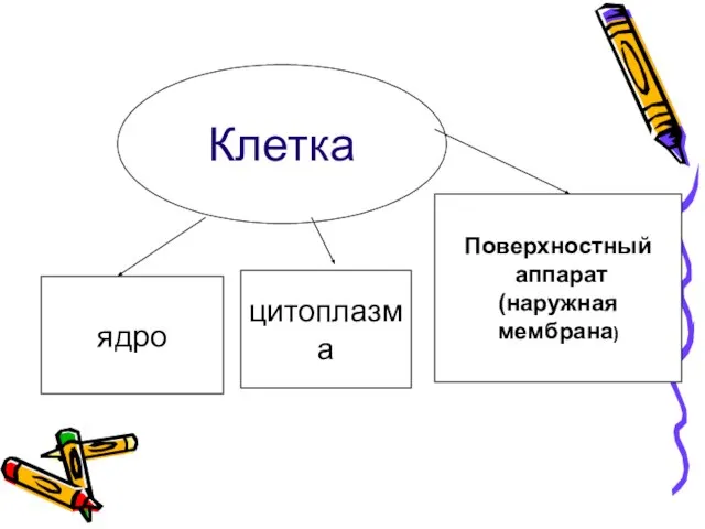 Клетка ядро Поверхностный аппарат (наружная мембрана) цитоплазма